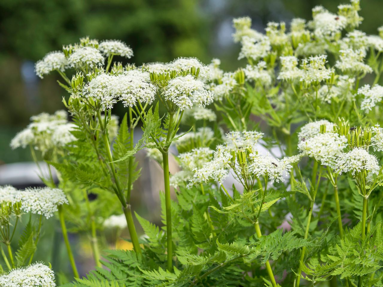 Roomse kervel - Myrrhis odorata