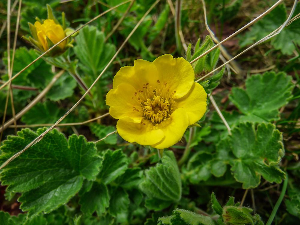 Nagelkruid-Geum-montanum.jpg