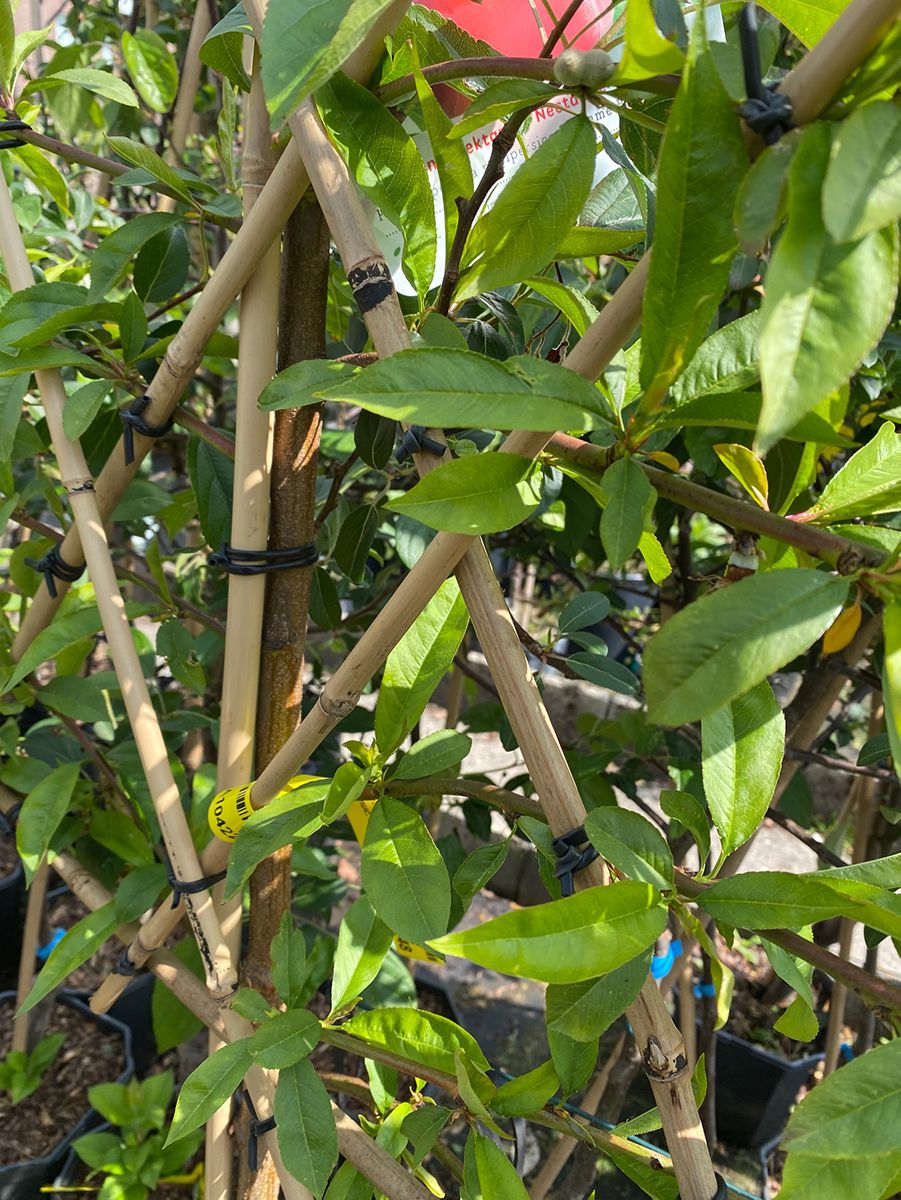 Nektarine - Prunus persica Nucipersica 'Madame Blanchet