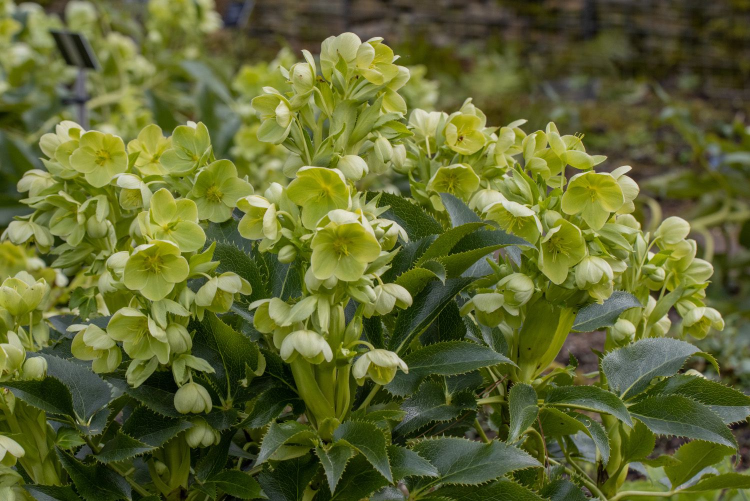 Nieskruid - Helleborus dumetorum