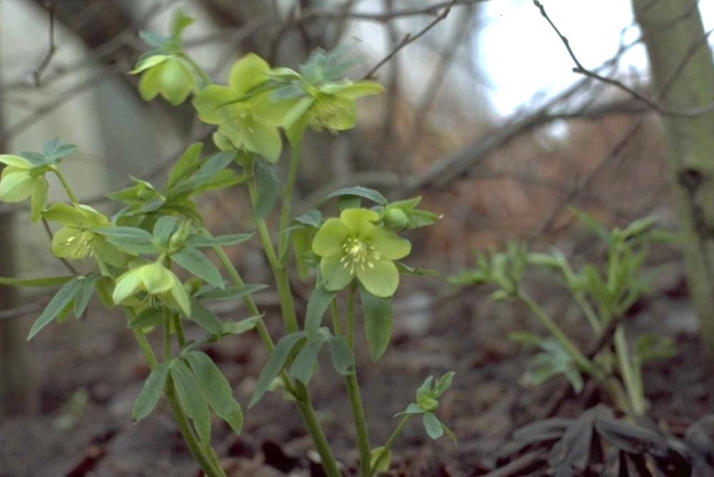 Helleborus dumetorum