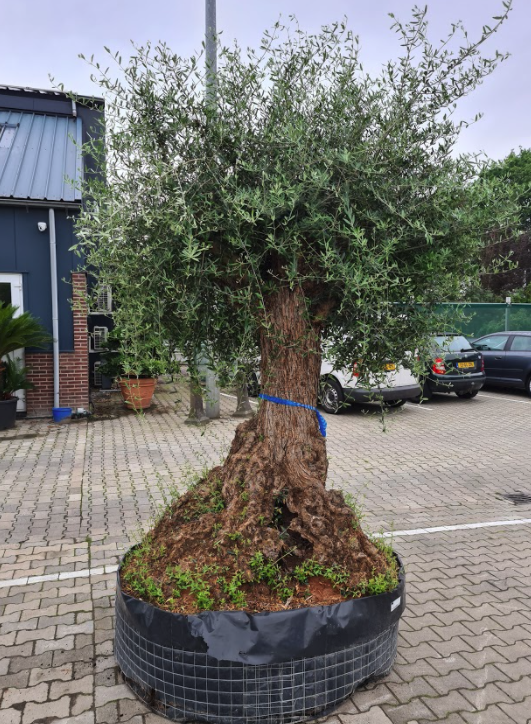veiligheid voor de helft kwaadheid de vrije loop geven Olea europaea olijfboom - oude olijfbomen kopen online