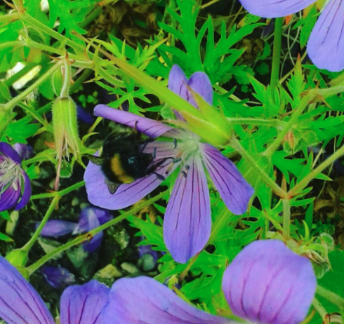 Ooievaarsbek - Geranium clarkei 'Kashmir Purple'