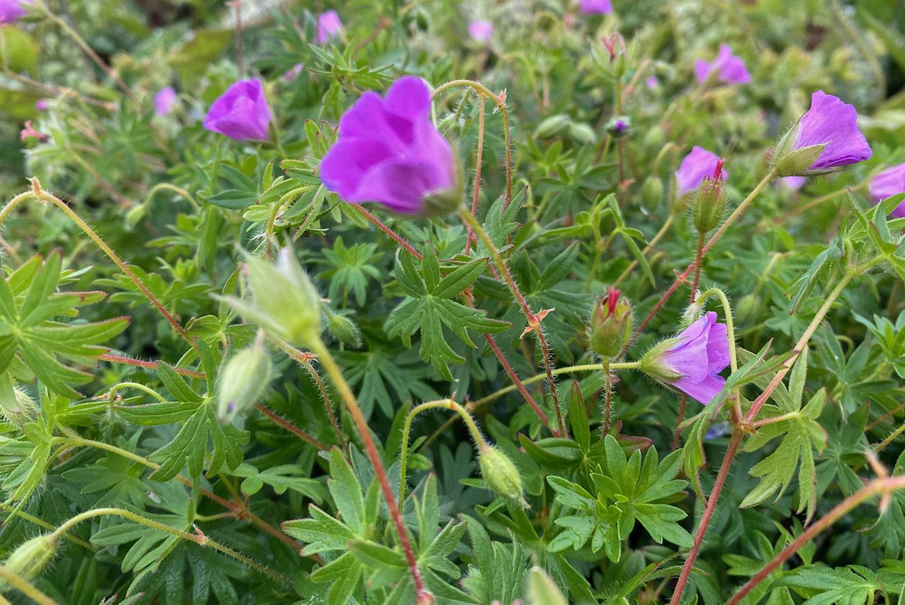 Ooievaarsbek - Geranium sanguineum 'Fruit d'Fleur'