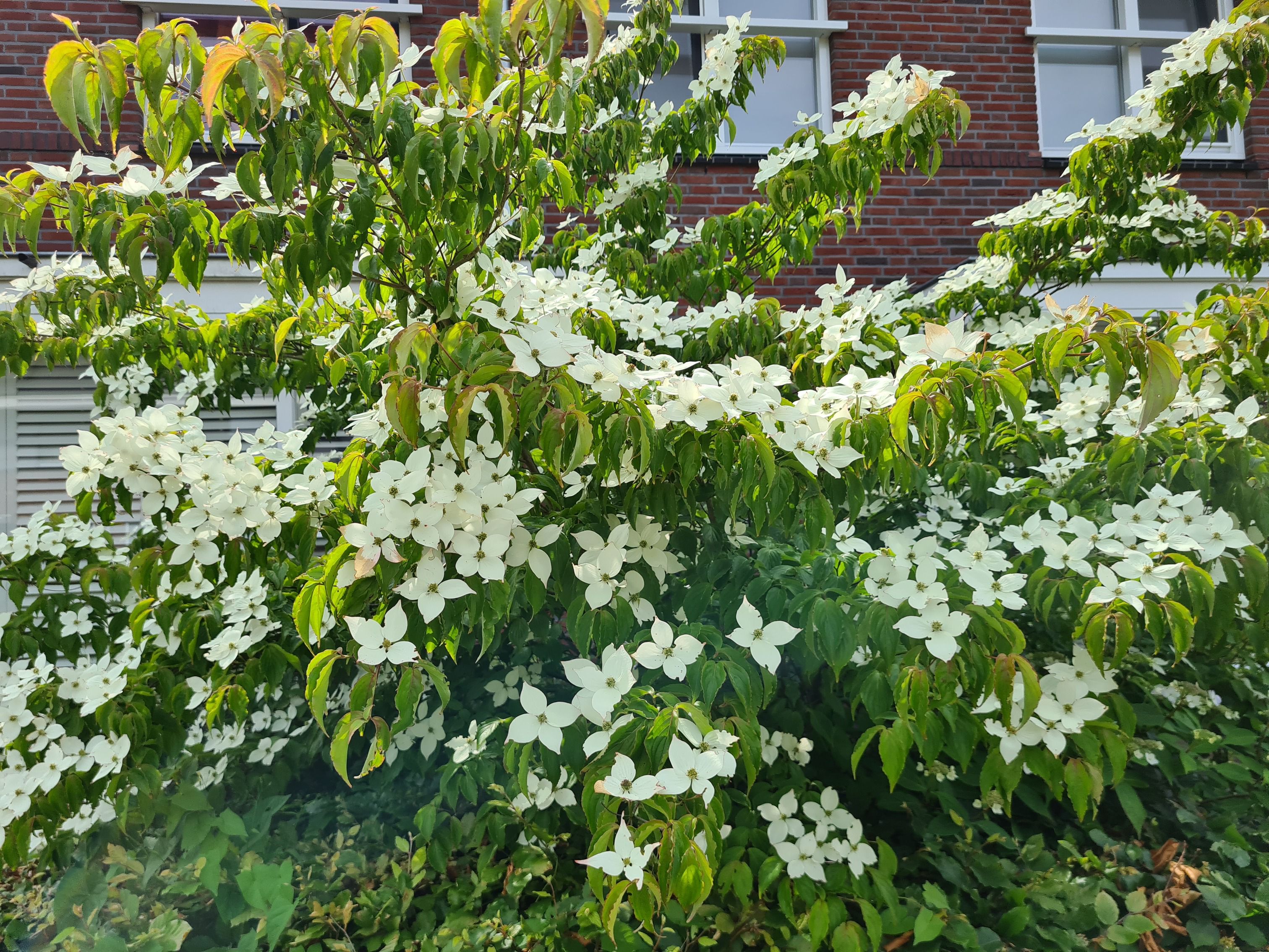 Oostamerikaanse kornoelje - Cornus florida