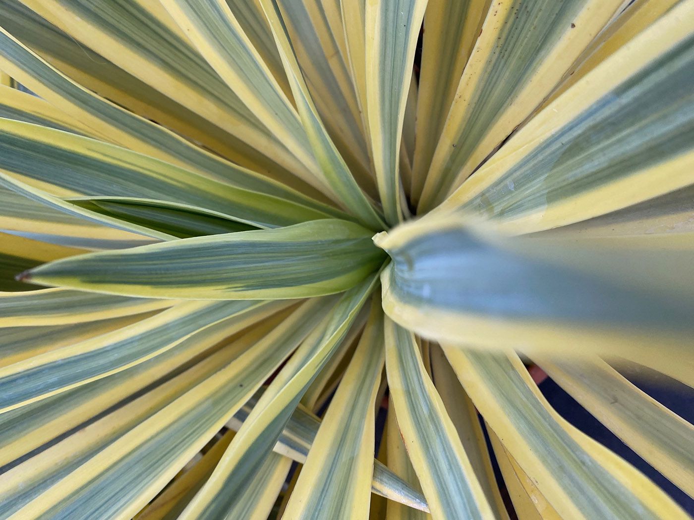 Palmlelie - Yucca gloriosa 'Bright Star'