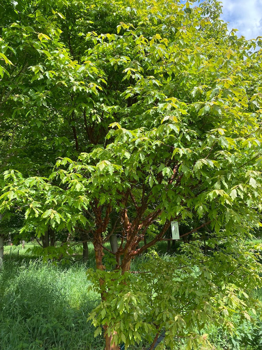 Papierahorn - Acer griseum Baum