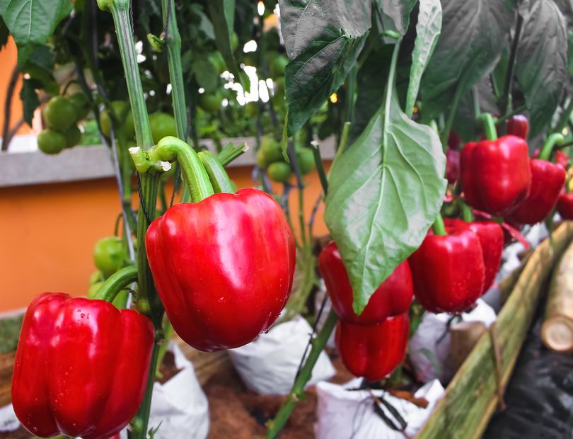 Paprika Capsicum annuum Rode paprika kweken