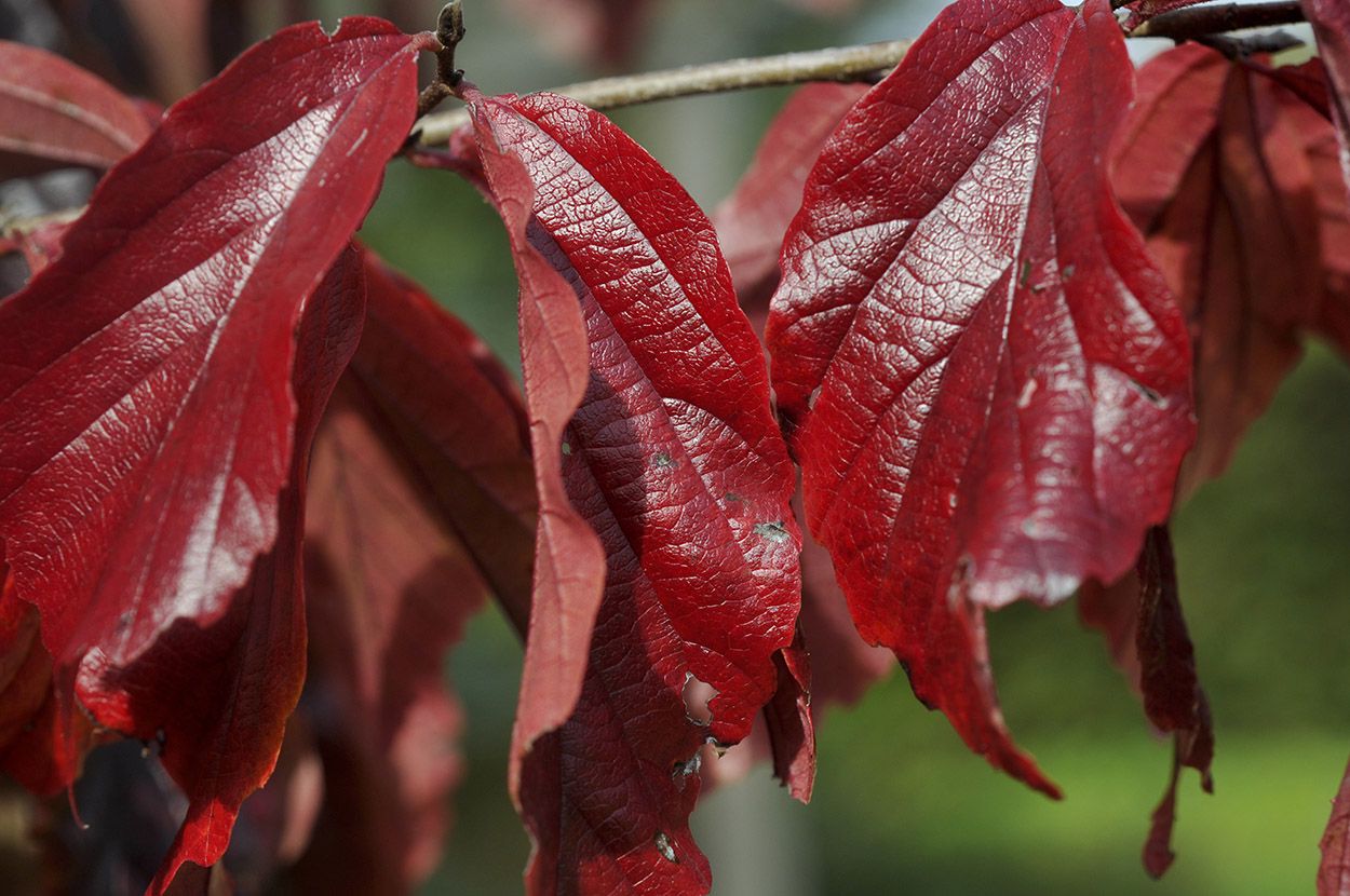 Parrotia-persica-Bella.jpeg