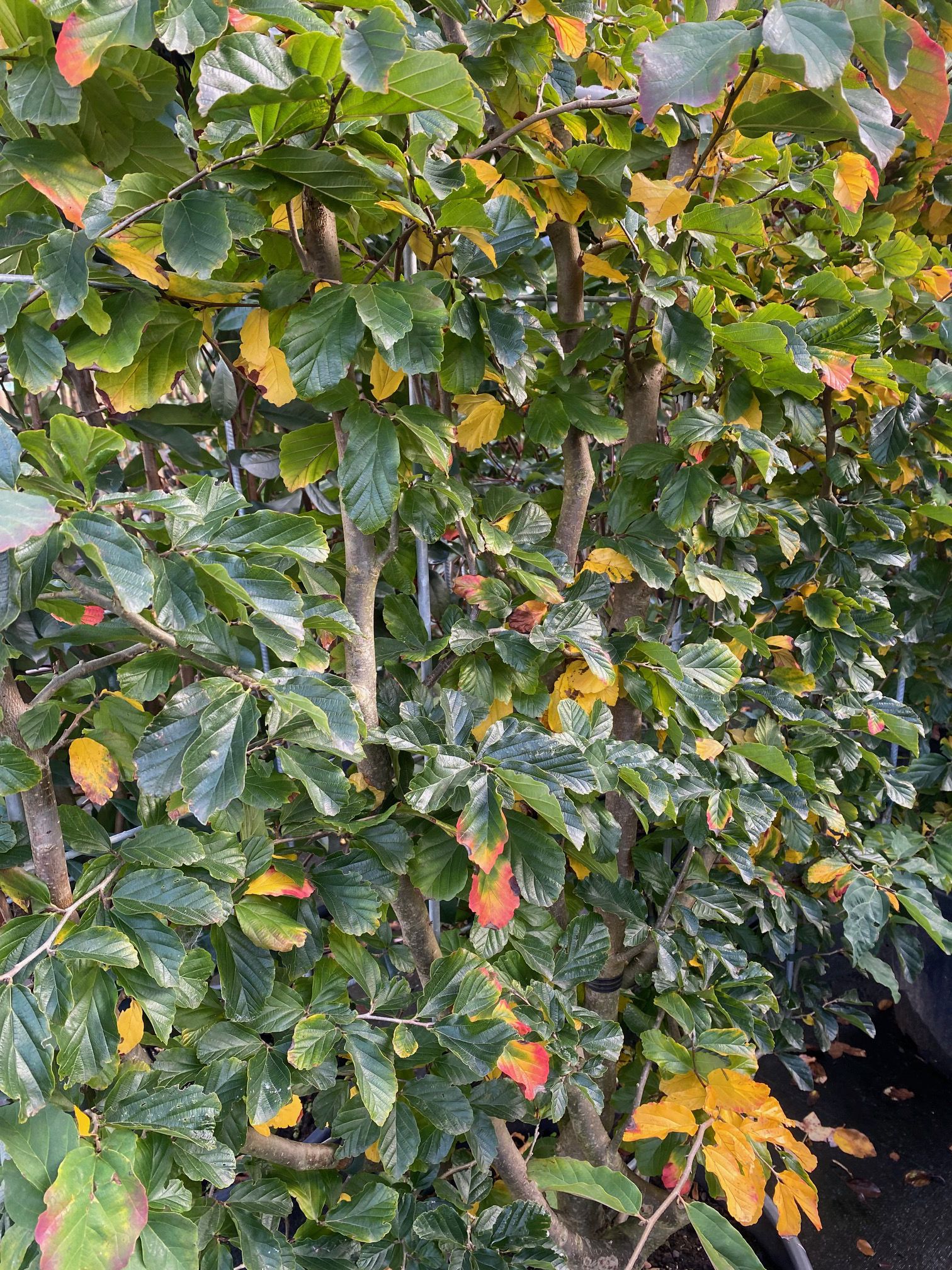 Kant en klare Perzisch ijzerhout haag - Parrotia Persica