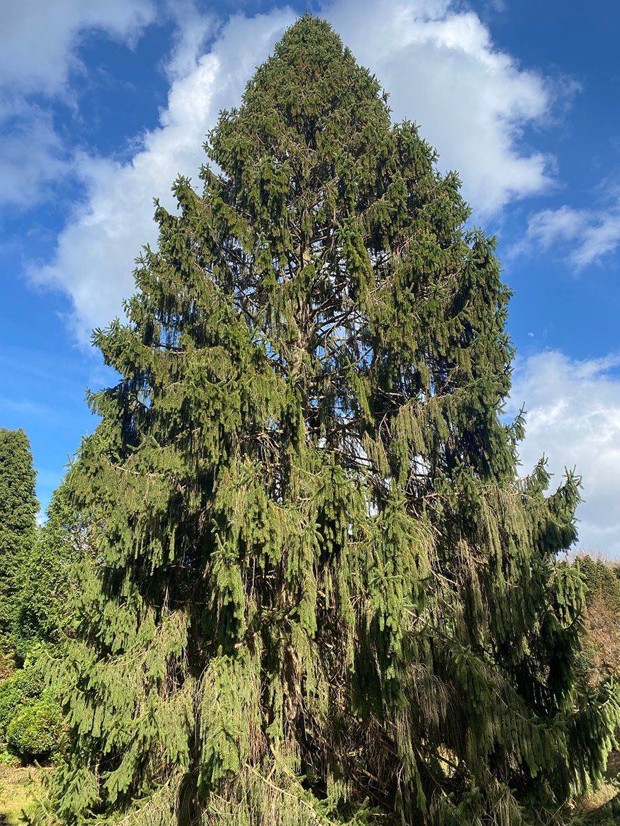 Picea engelmannii - Engelmannsfichte 