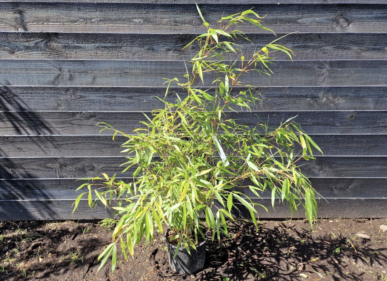 Haagplant bamboe 'Ping wu'
