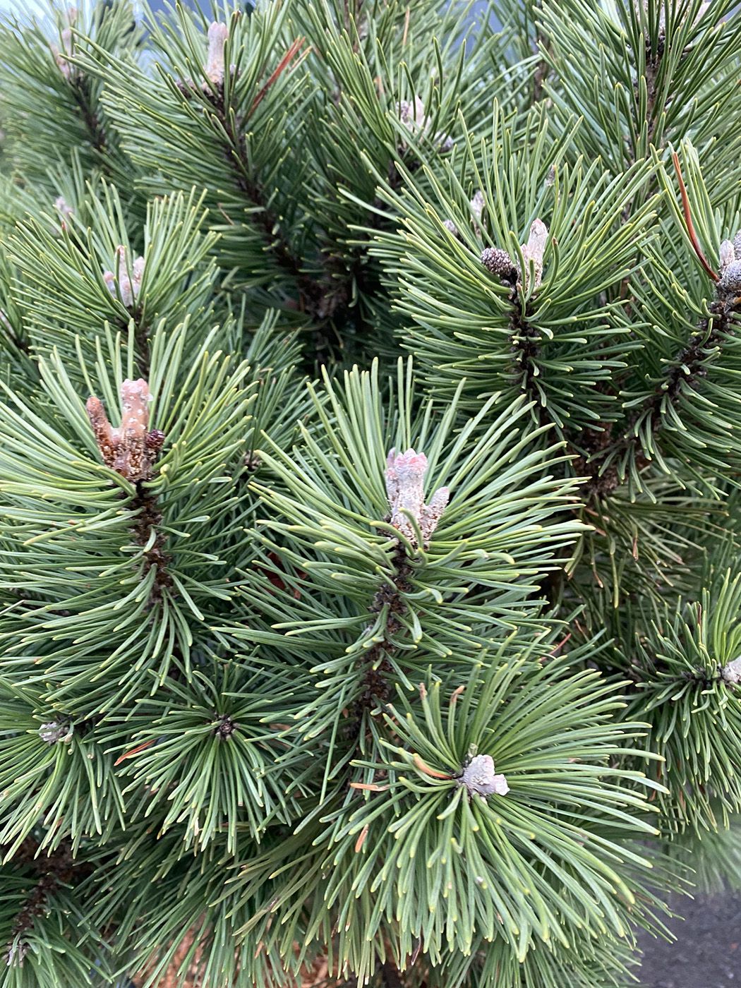 Latschenkiefer - Pinus mugo 'Columbo' Detail