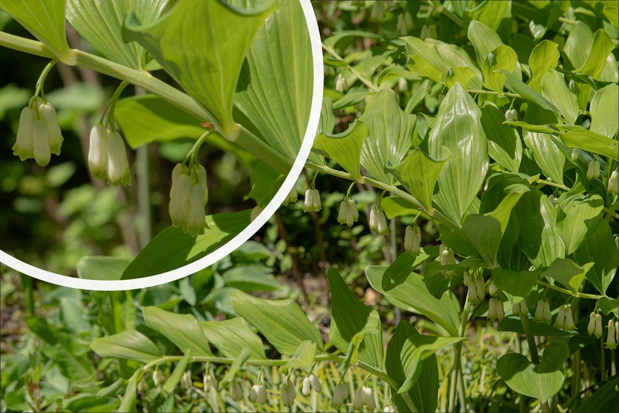 Garten-Salomonsiegel - Polygonatum x hybridum 'Weihenstephan' Blütenstand