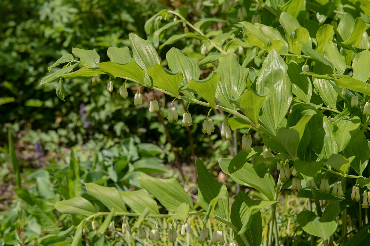 Garten-Salomon-Siegel - Polygonatum x hybridum 'Weihenstephan