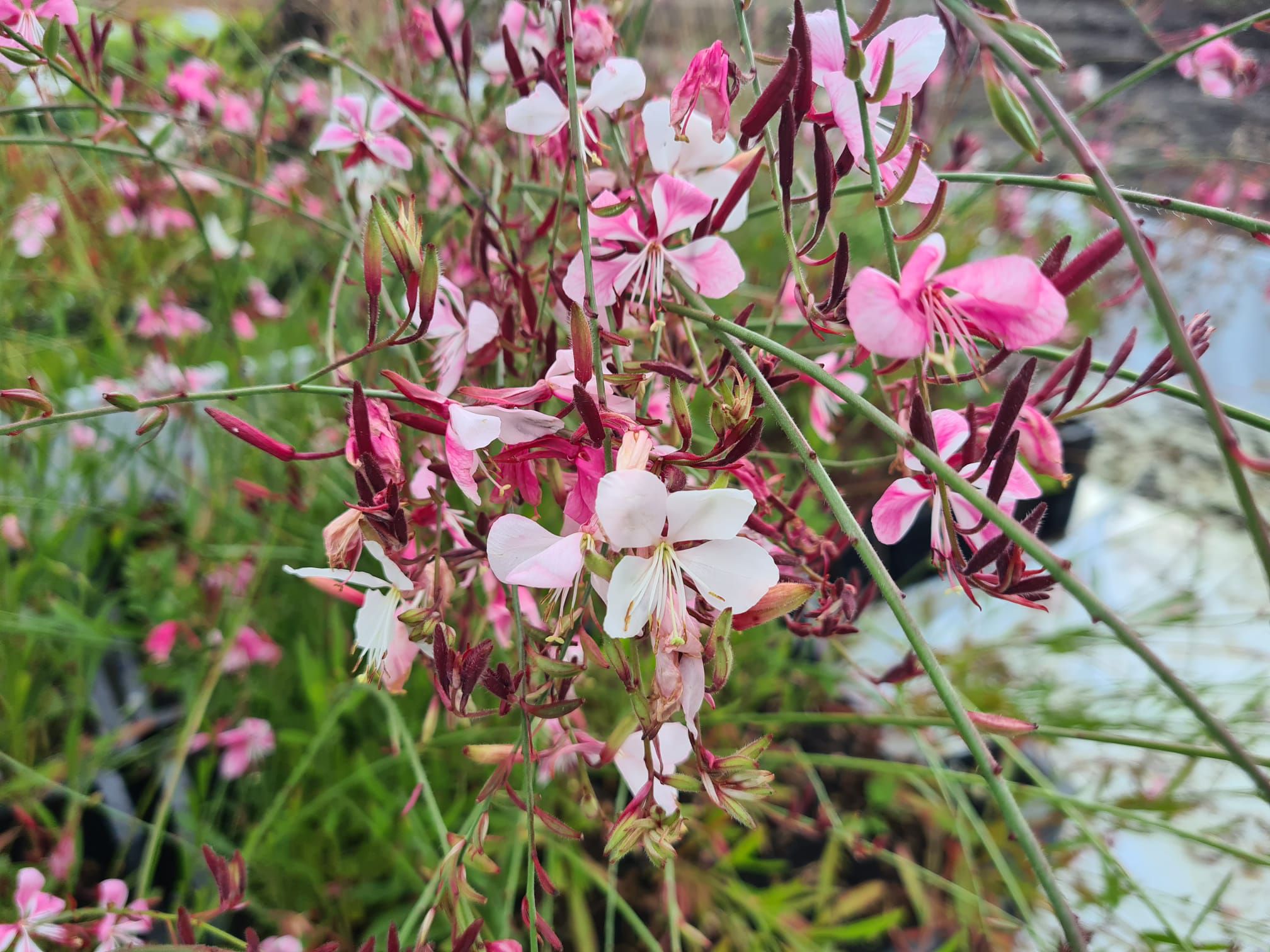 Schöne Kerze - Gaura lindheimeri 'Siskiyou Pink' in voller Blüte