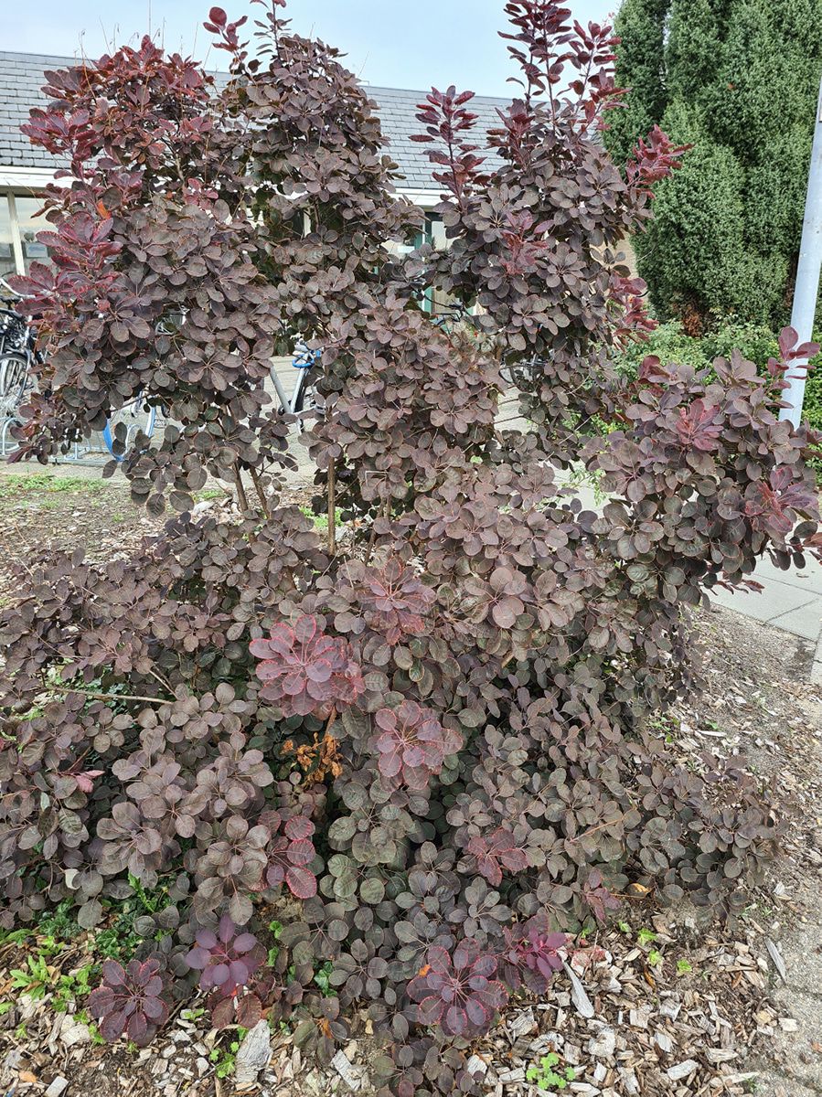 Pruikenboom heesters roodblad