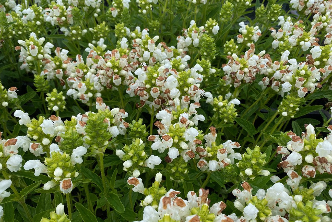 Brunel - Prunella grandiflora 'Alba'