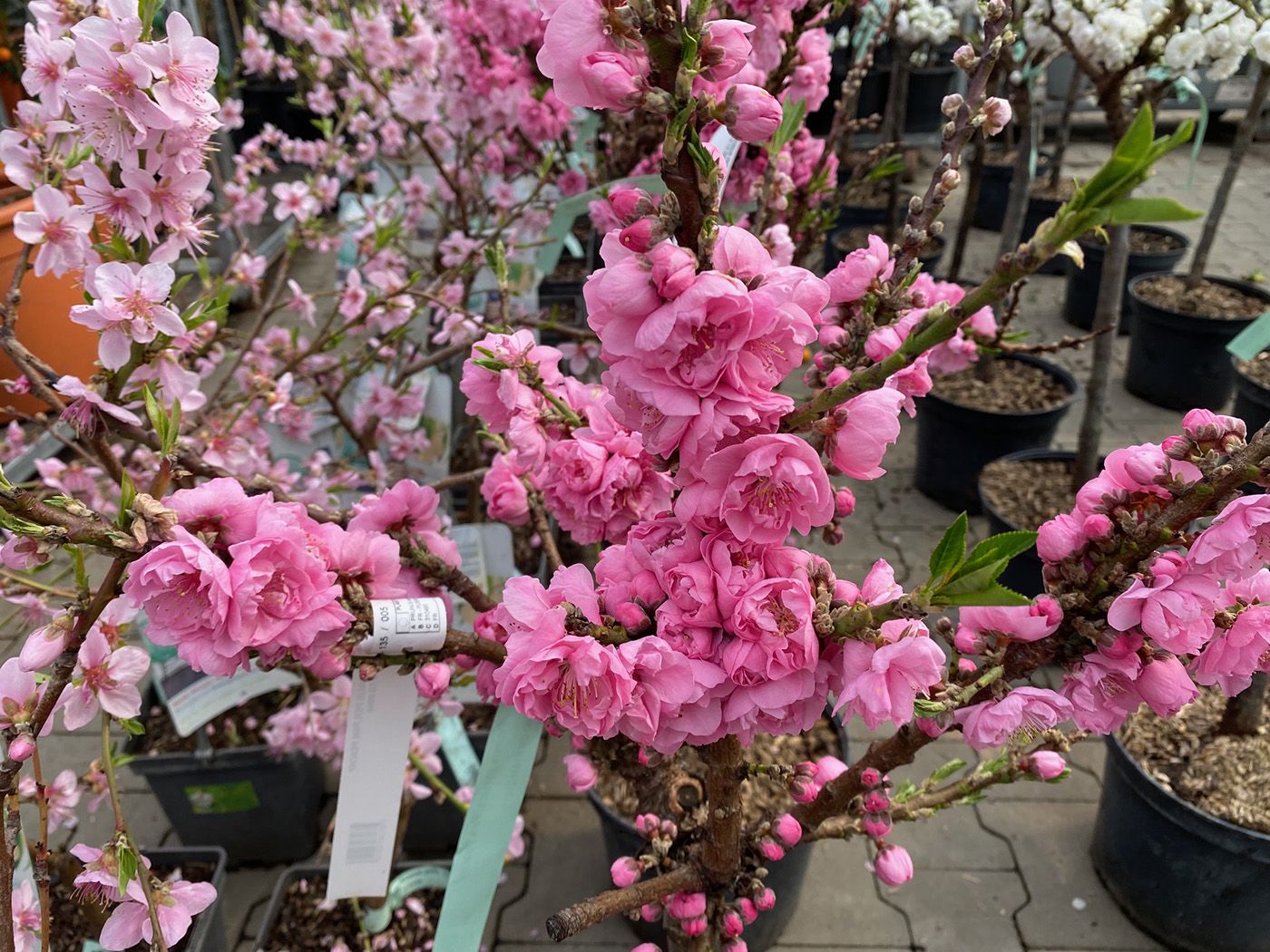Dwergperzik - Prunus Persica 'Pink Peachy' bloei