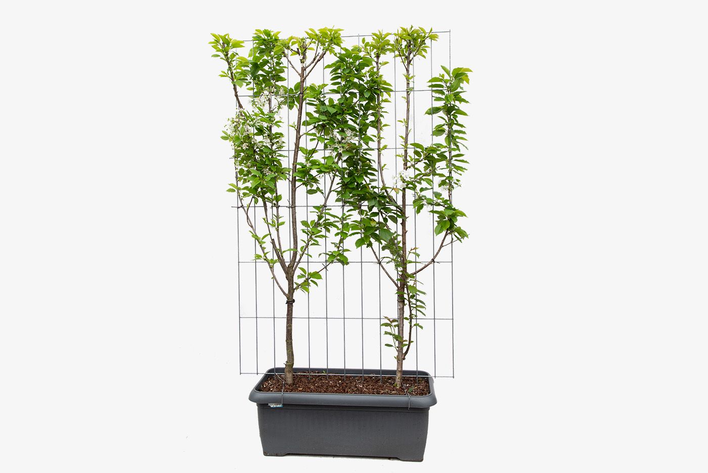 Prunus avium 'Duo-kers' (zoet) kant en klaar haag 120 x 180 cm, C90