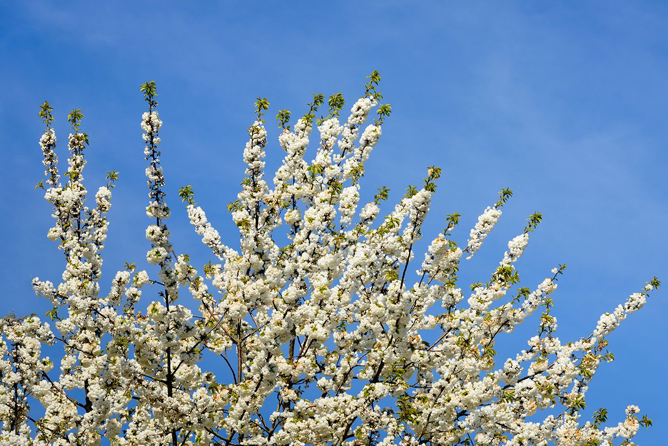 Dubbele Sierkers - Prunus avium 'Plena'
