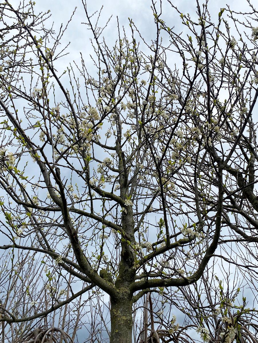Pflaumenbaum - Prunus domestica 'Reine Claude