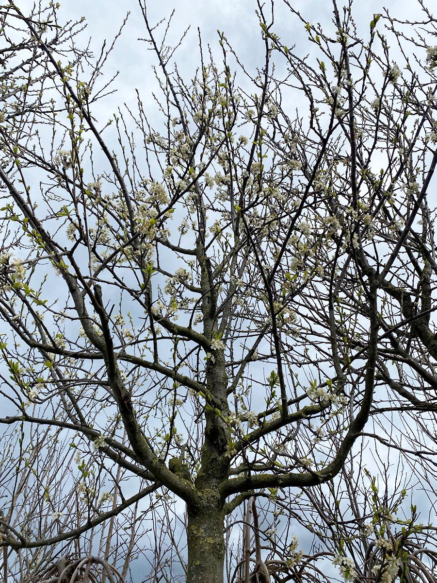 Pruimenboom - Prunus domestica 'Reine Claude'