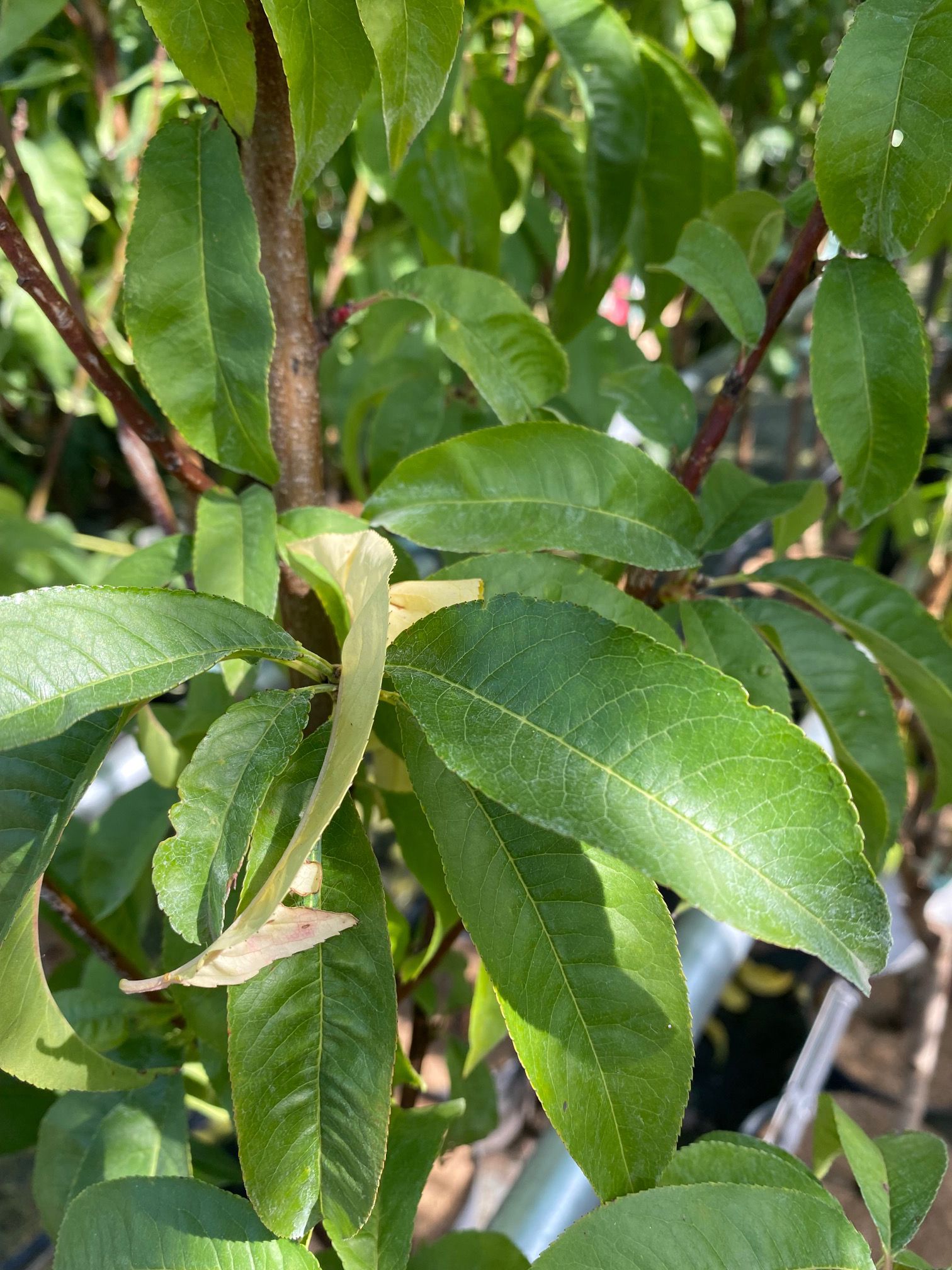 Blattnektarine - Prunus persica nucipersica 'Madame Blanchet'.