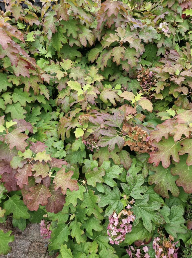 Quercifolia met verkleurd blad.jpg