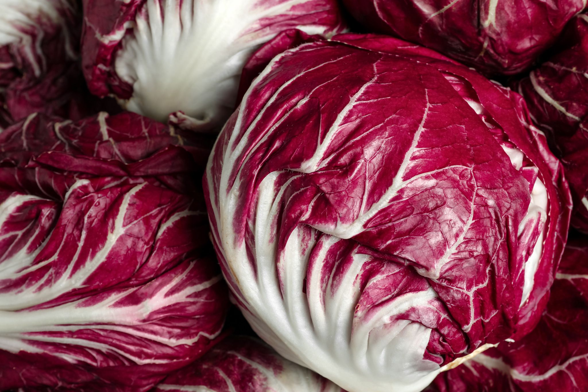 Radicchio(roodlof) - Cichorium intybus foliosum krop