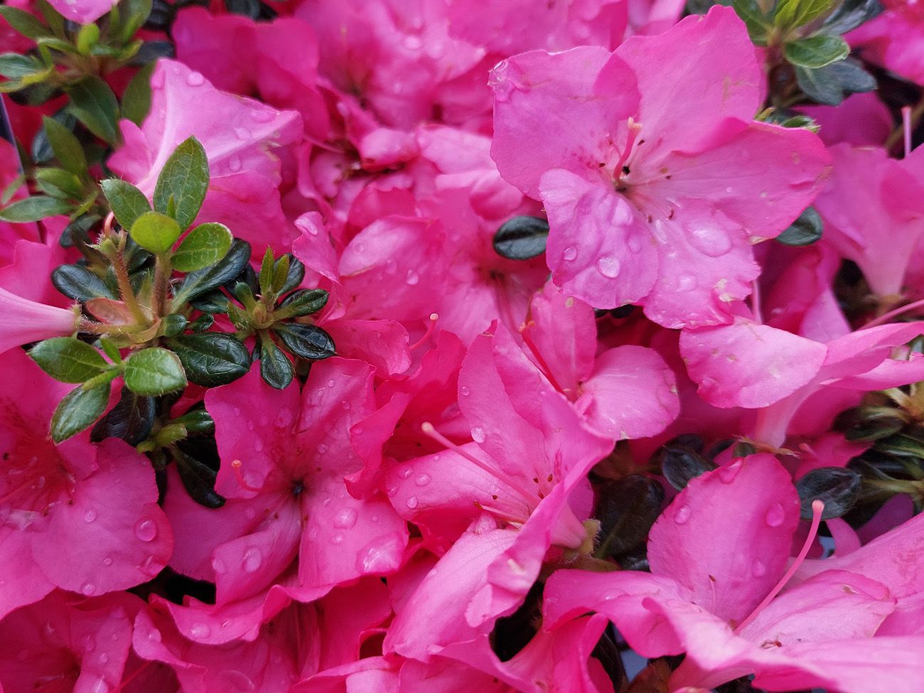 Bloei Japanse azalea - Rhododendron 'Anouk'