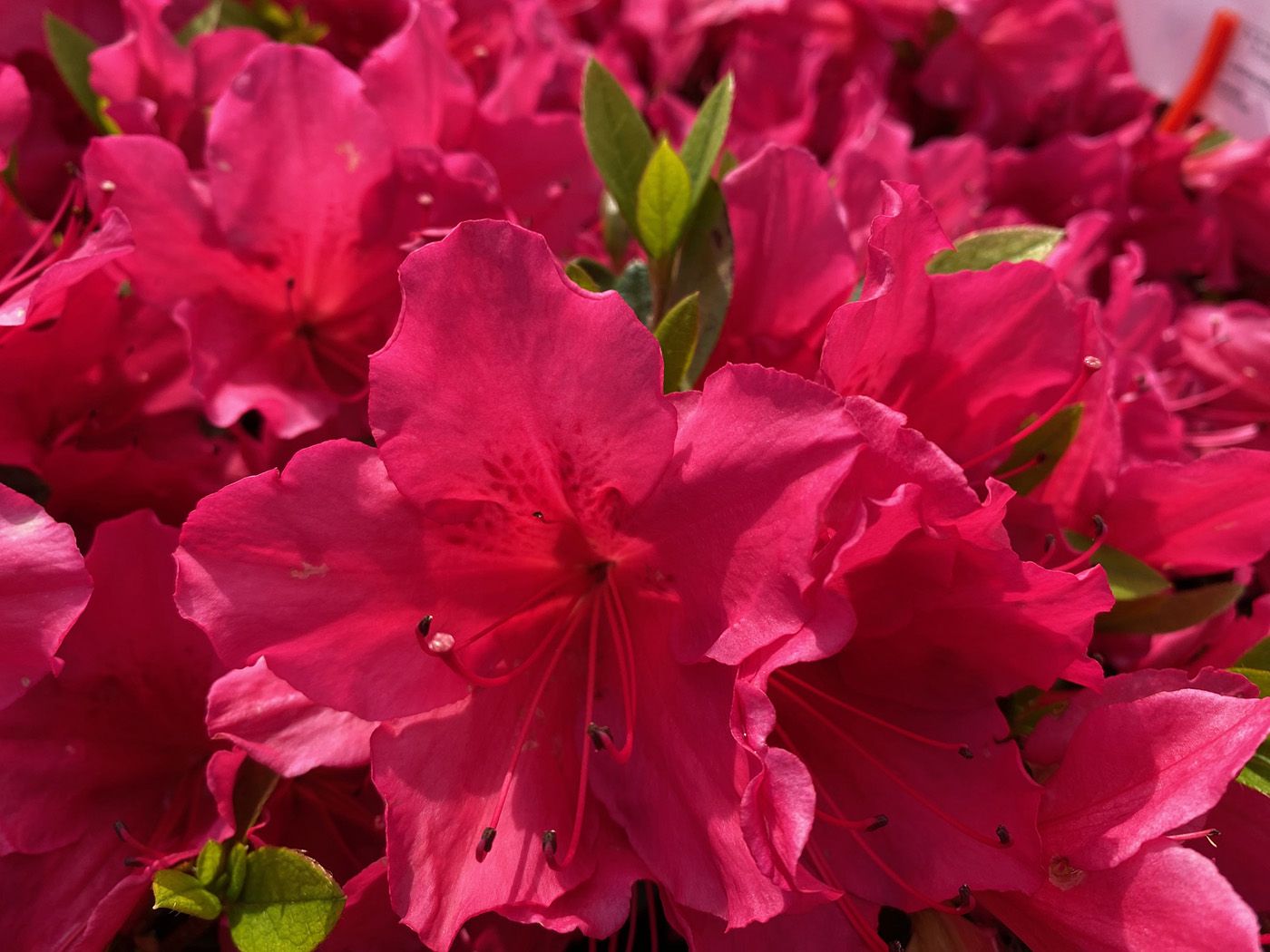 Japanse azalea - Rhododendron 'Arabesk' bloei