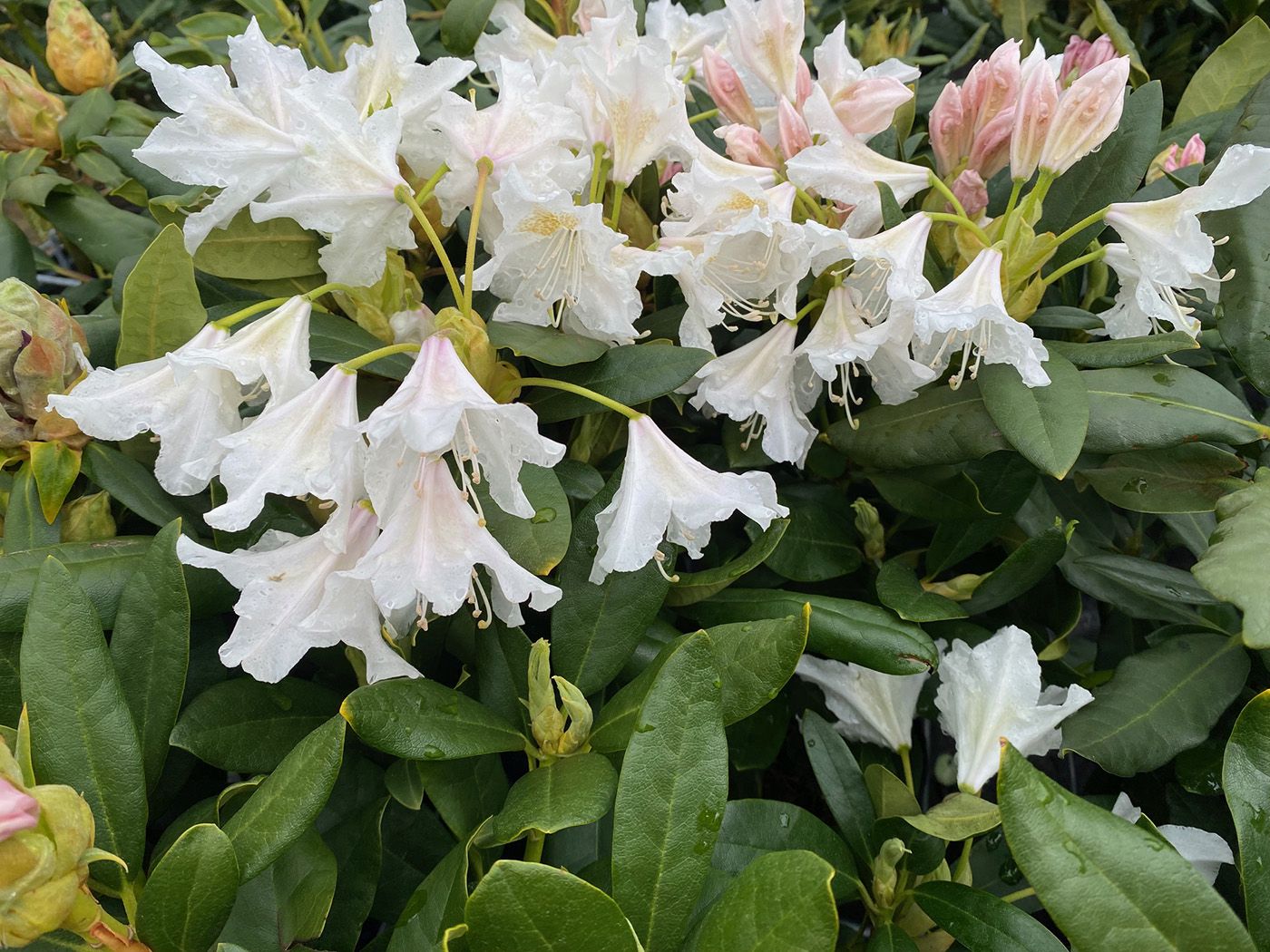 Rhododendron 'Cunningham's White' in Blüte