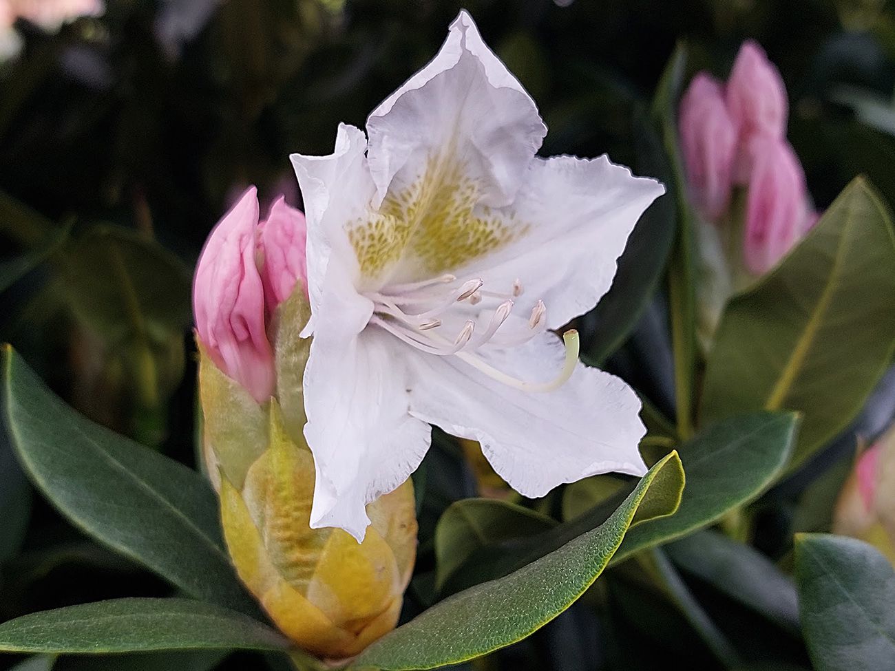Blüte Rhododendron 'Cunningham's White'