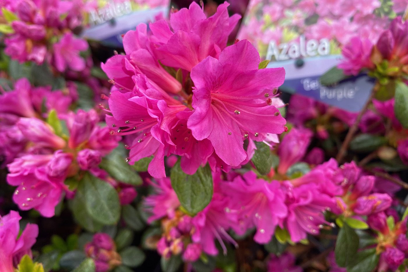 Azalea Rhododendron Japonica Geisha Purple