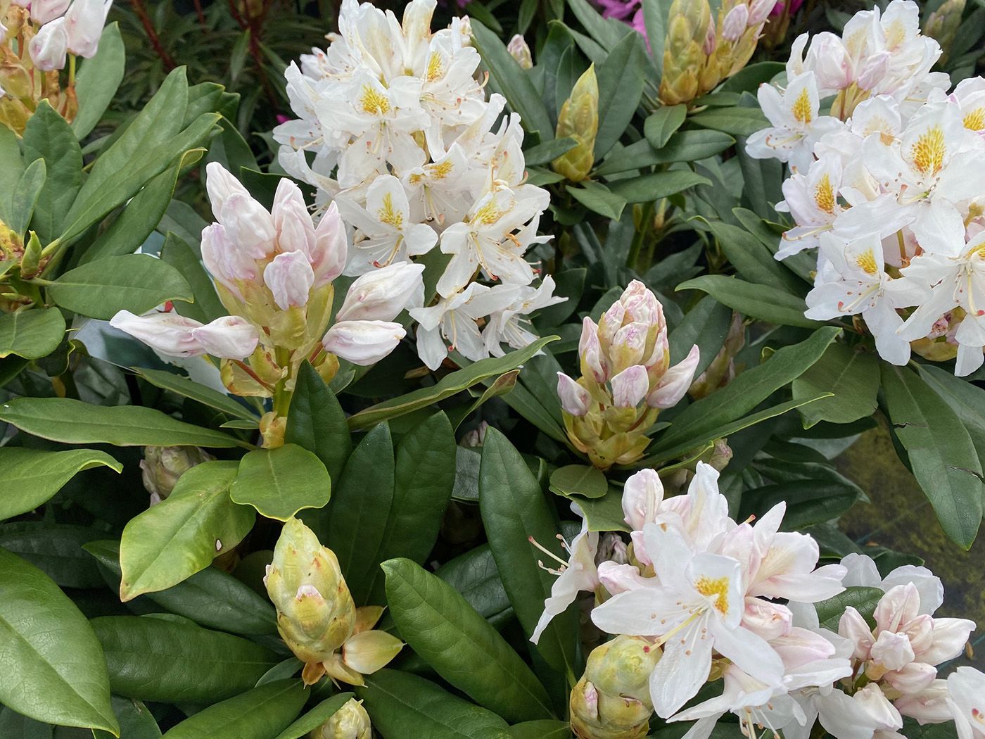 Weiß blühender Rhododendron 'Madame Masson'