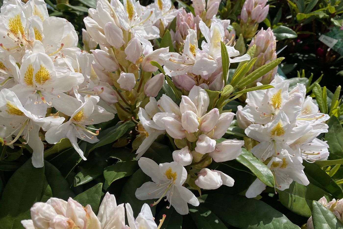 Rhododendron 'Madame Masson' in voller Blüte