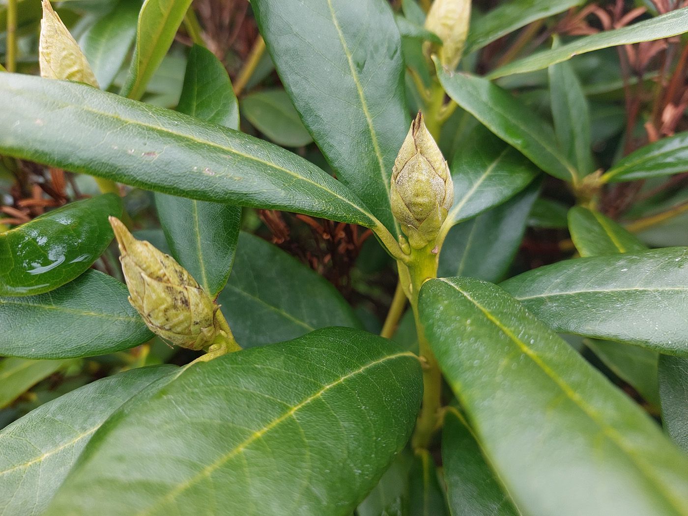 Rhododendron