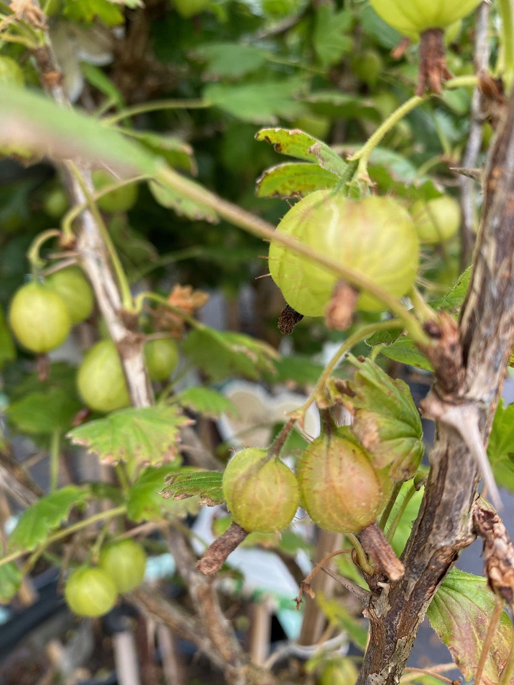 Grüne Grön Pflanze kaufen Stachelbeere Hinnonmaki Ribes uva-crispa