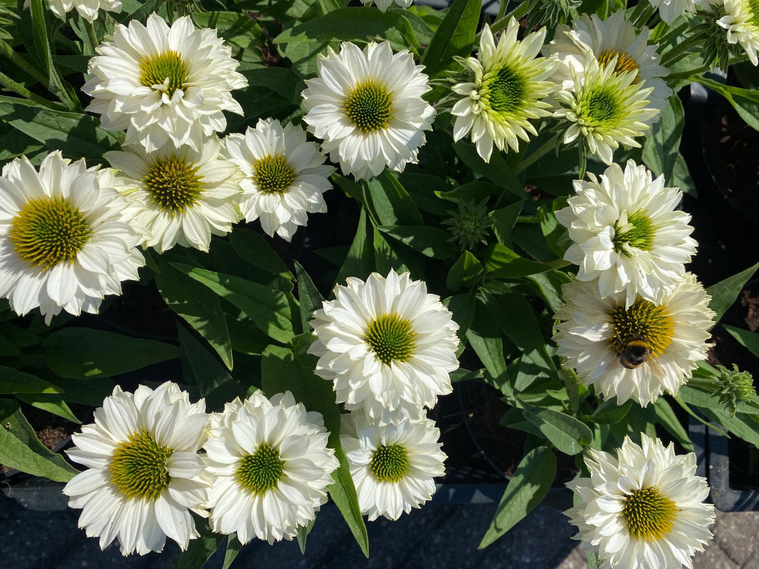 Zonnehoed - Echinacea purpurea 'Sombrero Adobe Blanco'