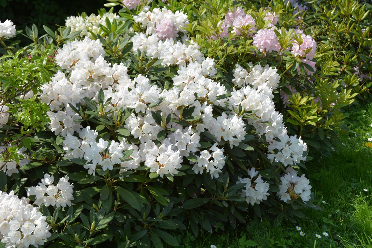 Invloedrijk Vrijlating correct Rhododendron 'Dora Amateis' struik, Rododendronstruik 1m.
