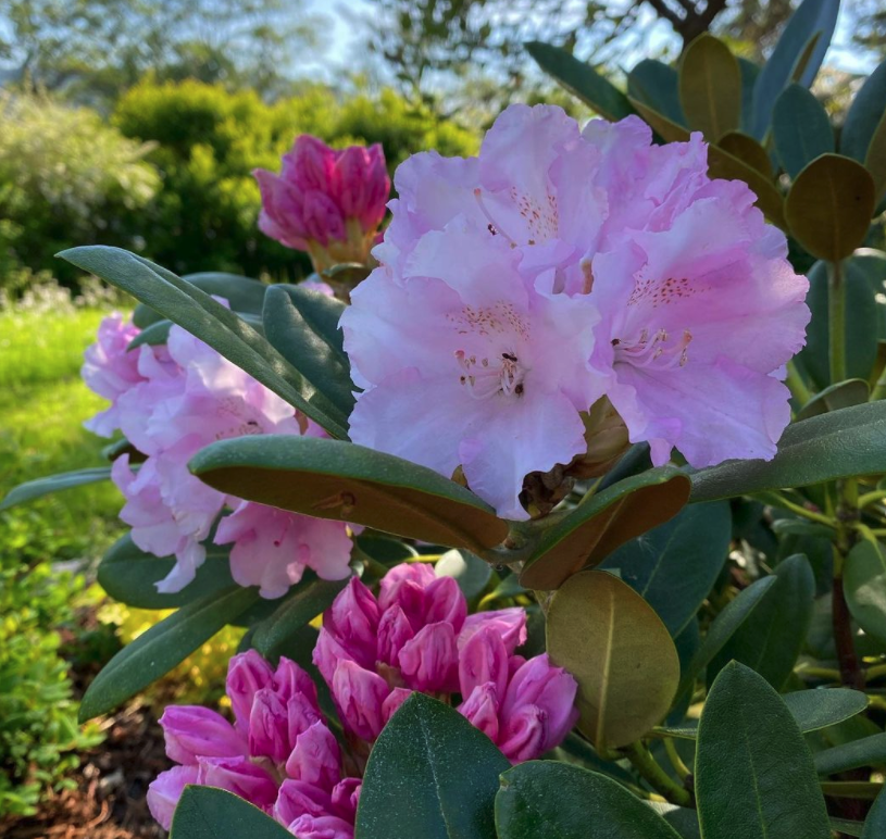 Rhododendron - Rhododendron 'Silberwolke
