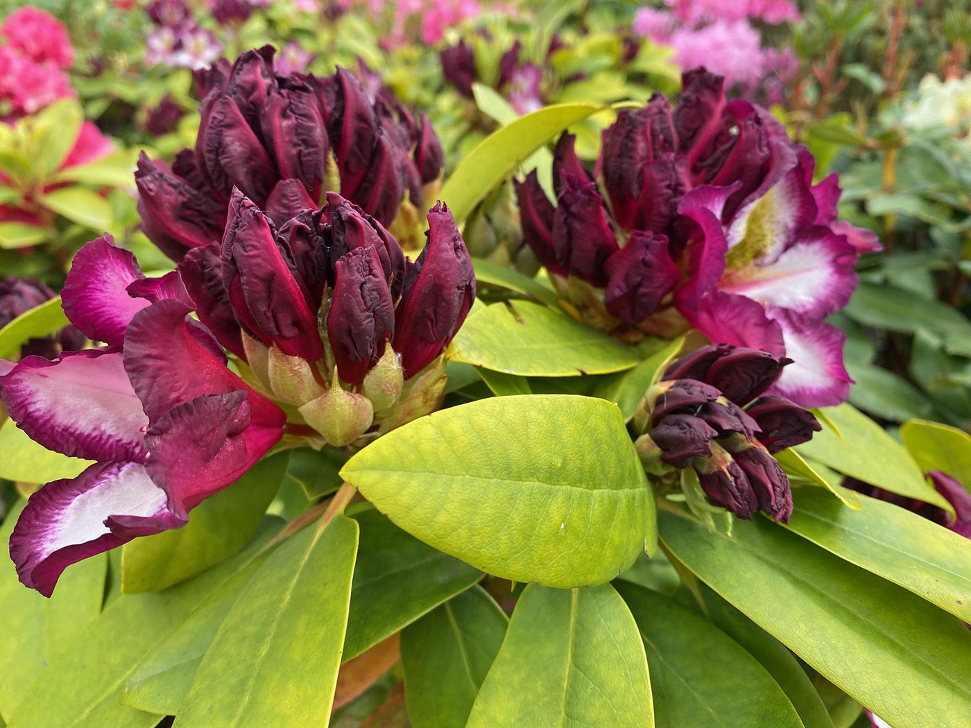 Rododendron - Rhododendron 'Pushy Purple'