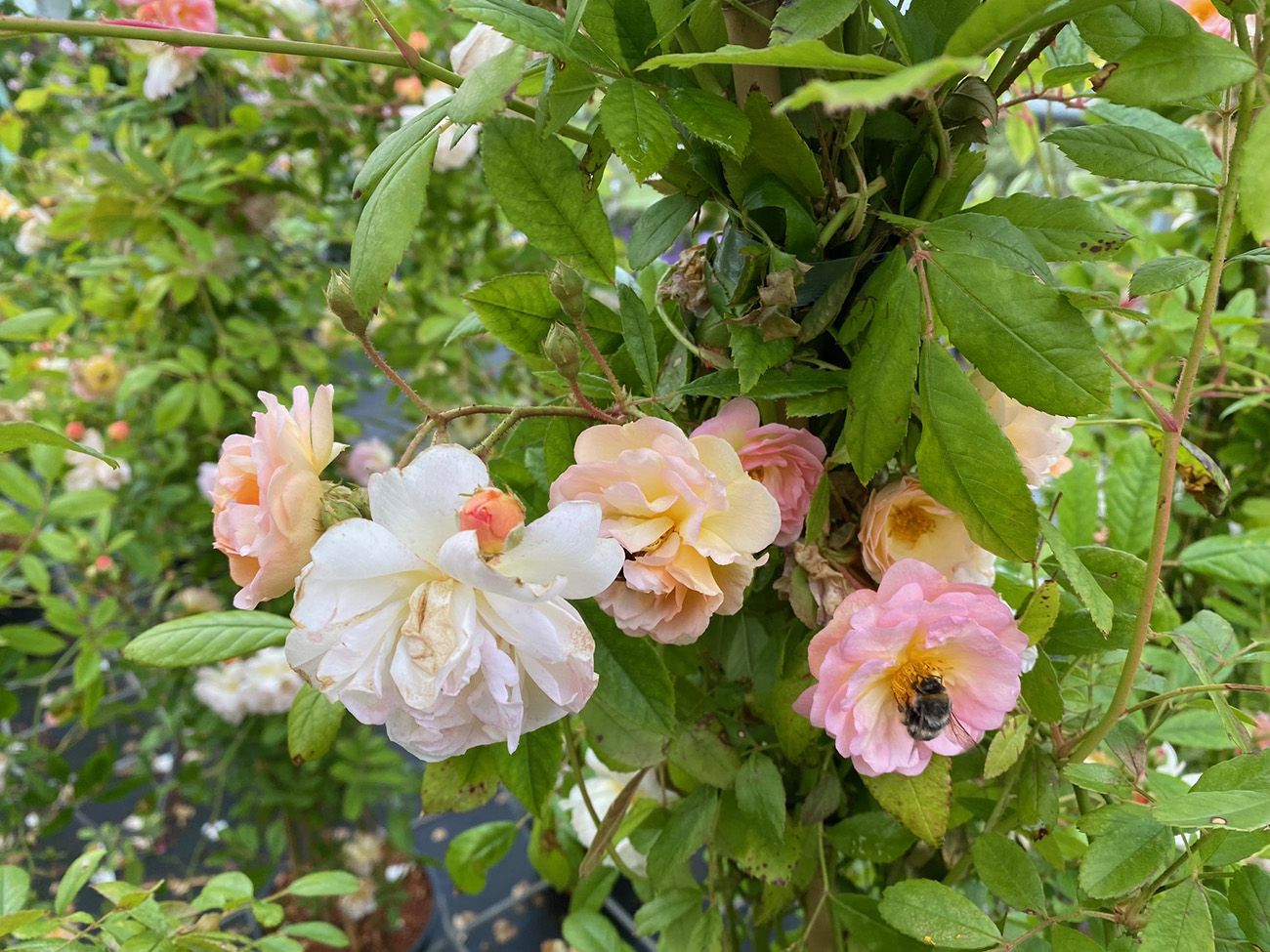 Rosa 'Ghislaine de Féligonde' in bloei