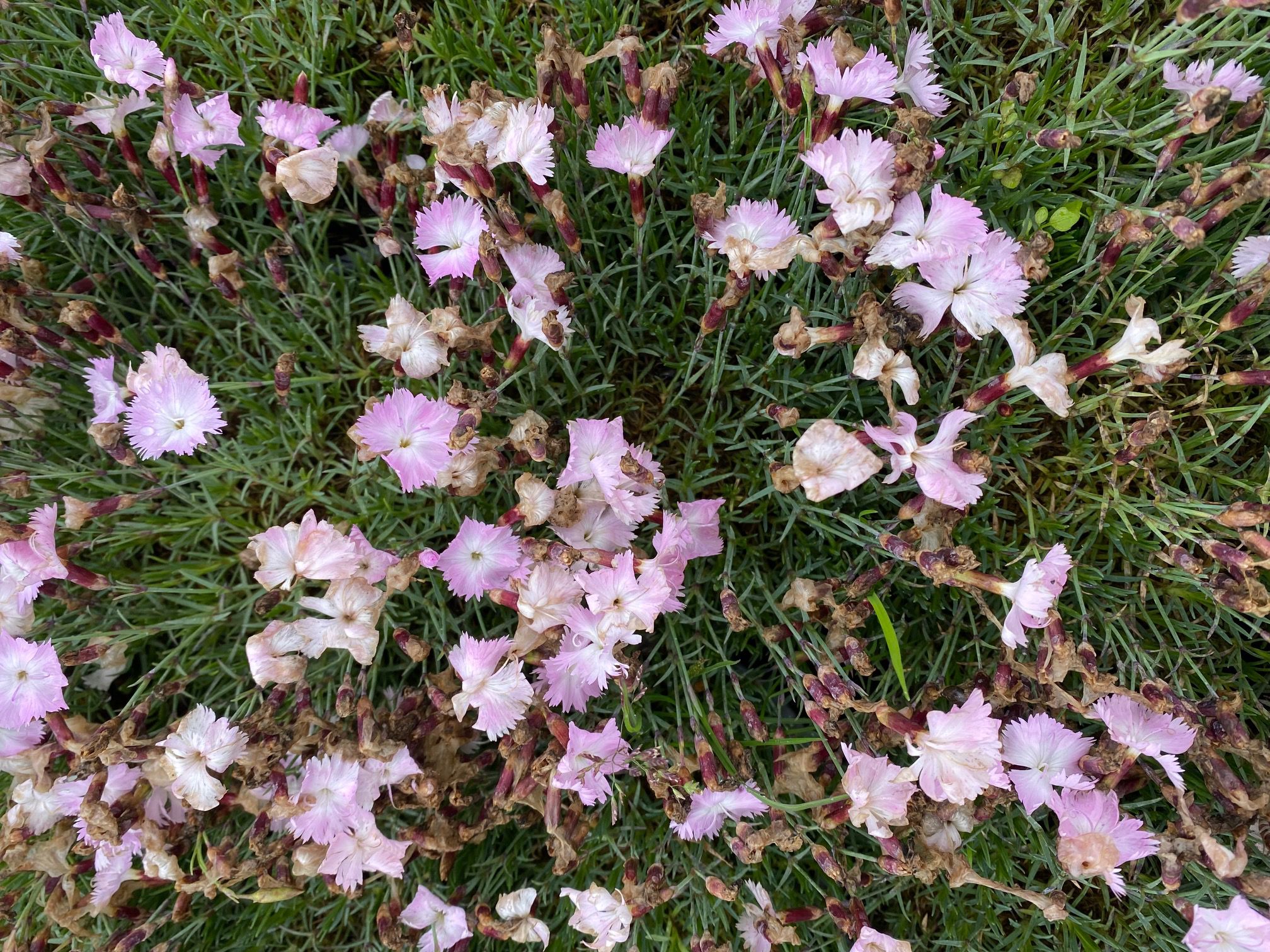 Rotsanjer - Dianthus gratianopolitanus 'La Bourboule'