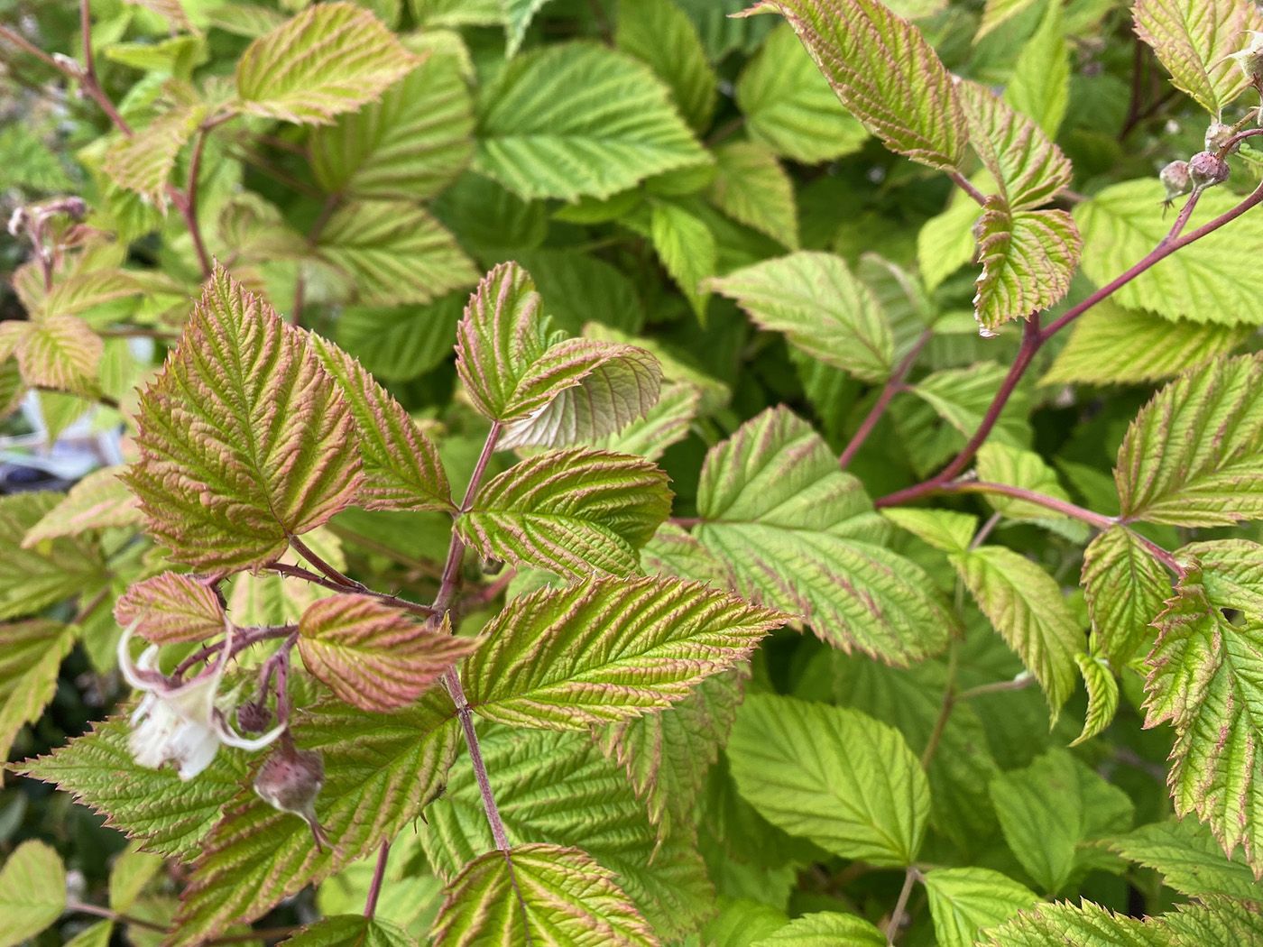 Himbeere - Rubus idaeus 'Twotimer Sugana Red