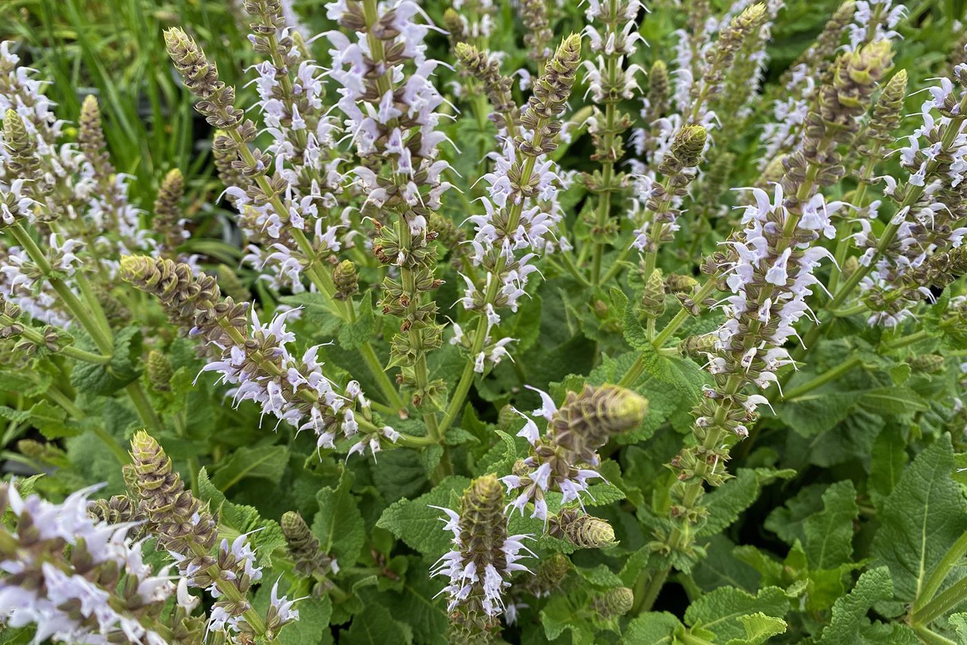 Salie - Salvia nemorosa 'Bumblesky'