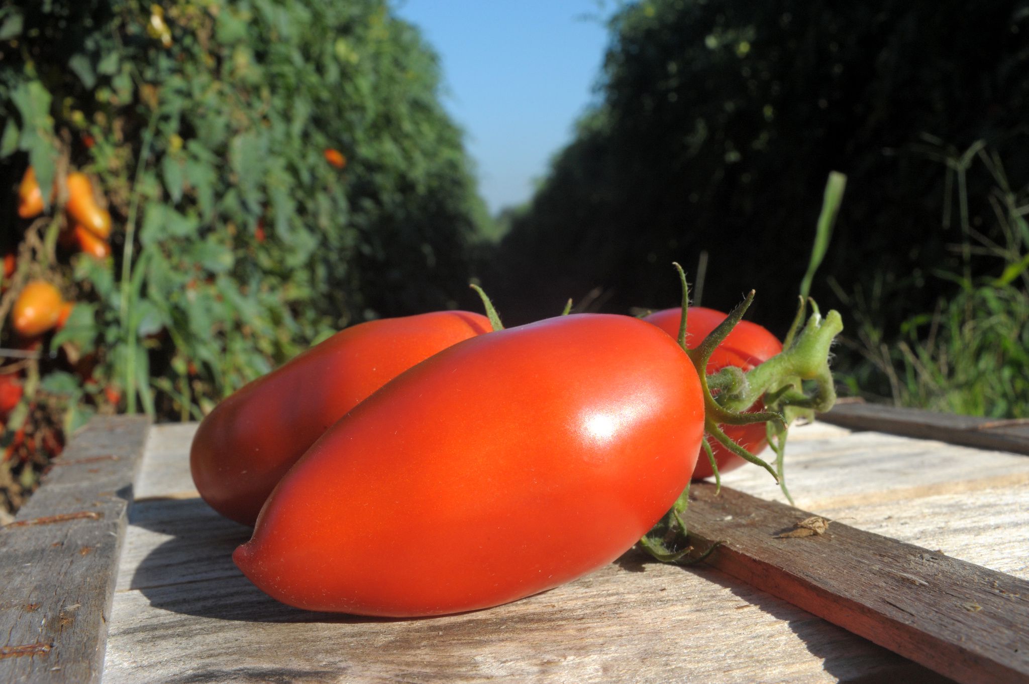 Roma-Tomaten oder Pomodoro-Tomaten kaufen - Solanum lycopersicum