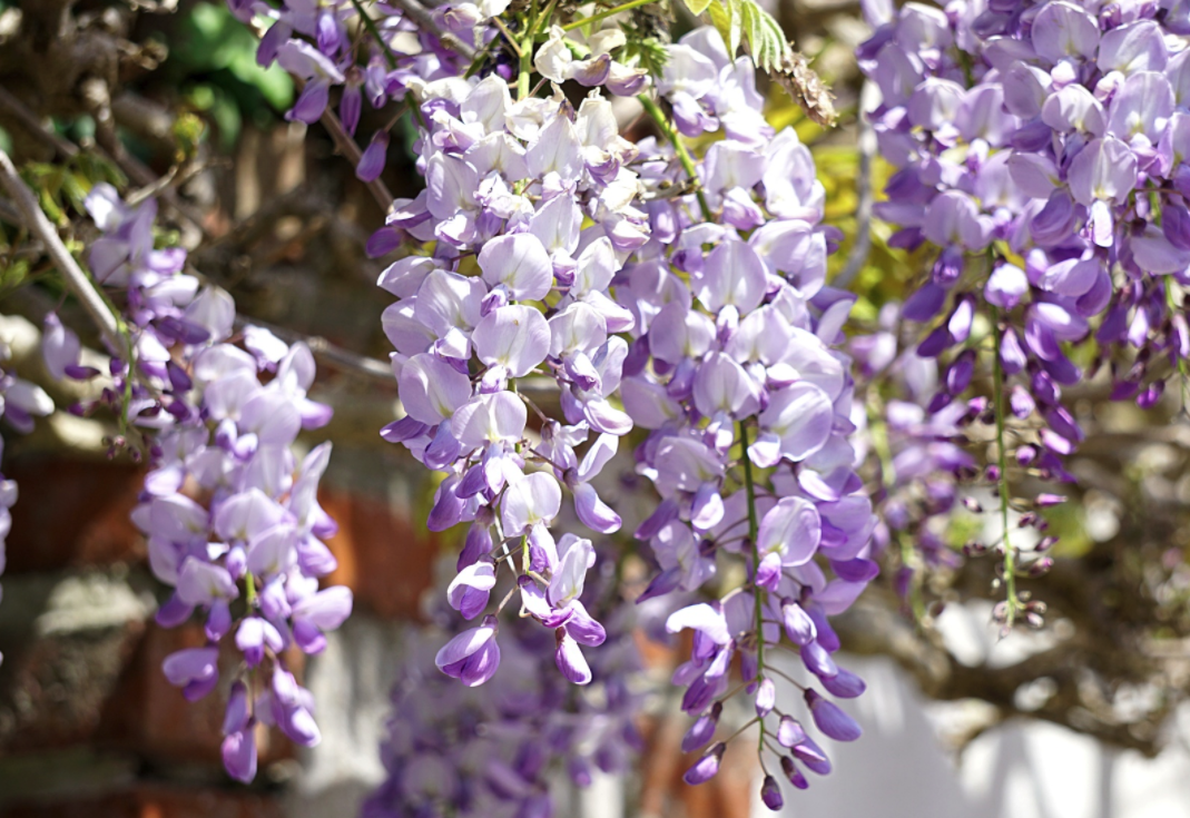schöne blumen wisteria pergola kletterpflanzen