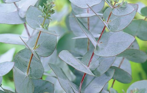31+ Eukalyptus Strauch Kaufen, Pflanzen werden per paket für